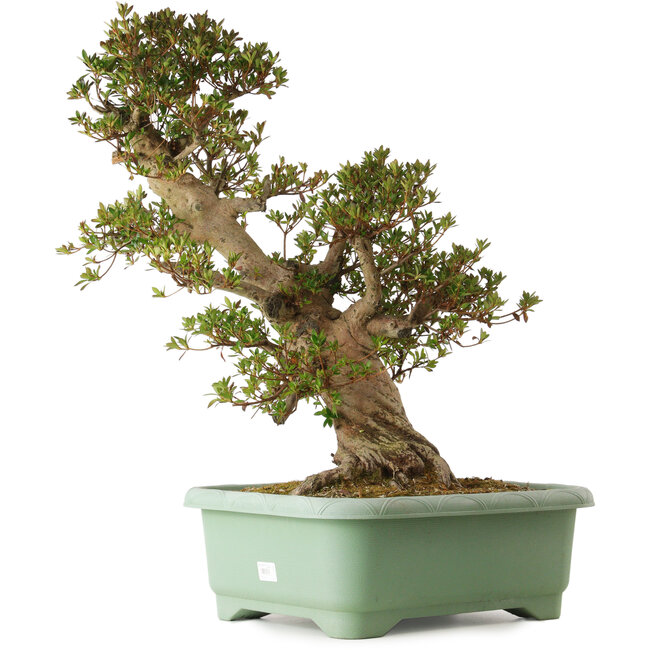 Rhododendron indicum Osakazuki, 70 cm, ± 30 años, con un nebari de 28 cm