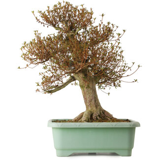 Rhododendron indicum Kinsai, 66 cm, ± 30 years old