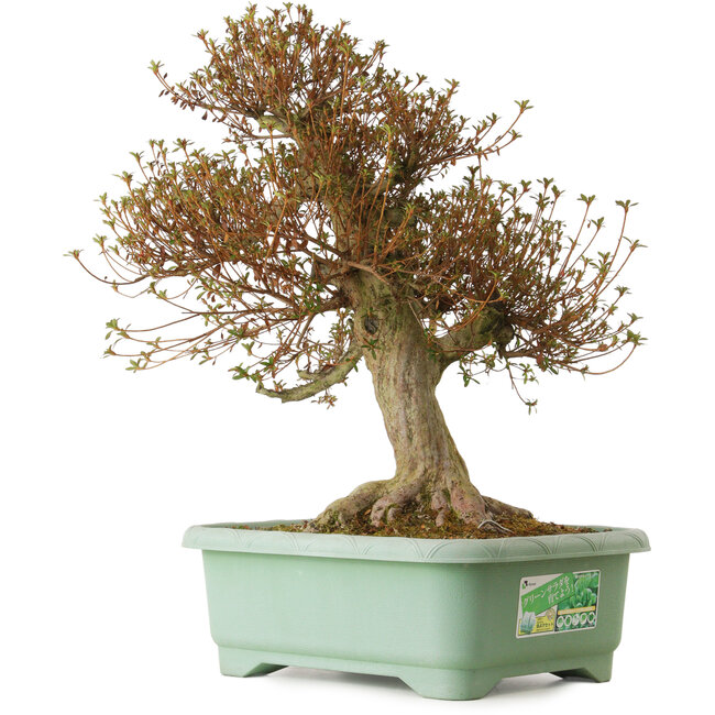 Rhododendron indicum Kinsai, 66 cm, ± 30 anni, con un nebari di 26 cm