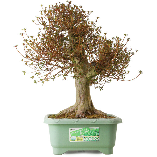 Rhododendron indicum Kinsai, 66 cm, ca. 30 Jahre alt, mit einem Wurzelhals von 26 cm