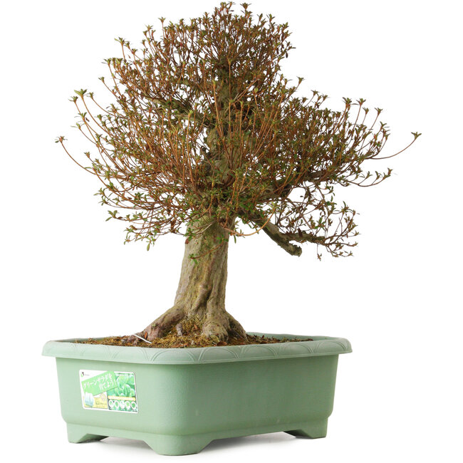 Rhododendron indicum Kinsai, 66 cm, ± 30 ans, avec un nebari de 26 cm