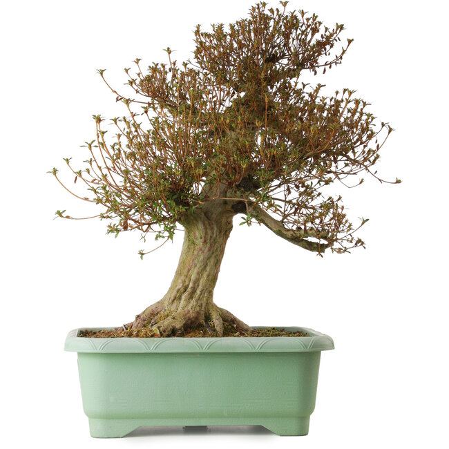 Rhododendron indicum Kinsai, 66 cm, ± 30 anni, con un nebari di 26 cm