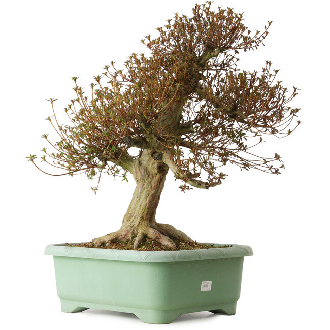 Rhododendron indicum Kinsai, 66 cm, ± 30 ans, avec un nebari de 26 cm