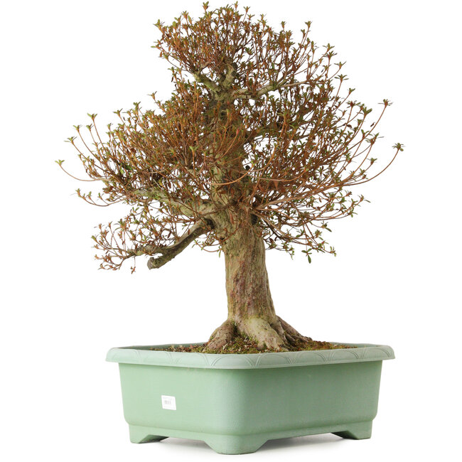 Rhododendron indicum Kinsai, 66 cm, ± 30 anni, con un nebari di 26 cm