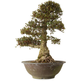 Rhododendron indicum Yucokan, 67 cm, ± 30 anni