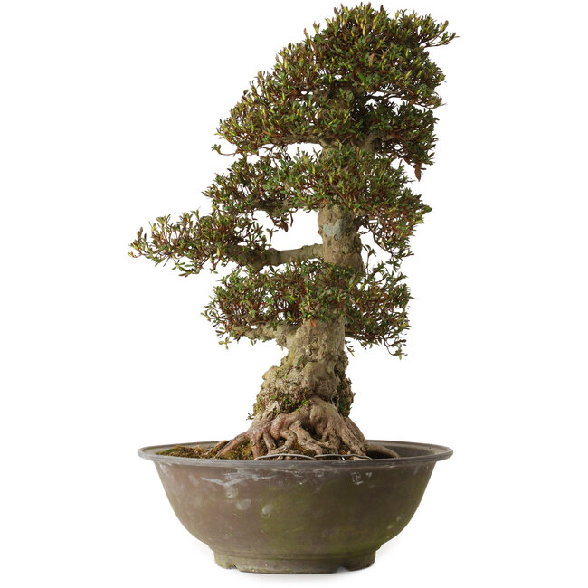 Rhododendron indicum Yucokan, 67 cm, ± 30 years old, with a nebari of 33 cm