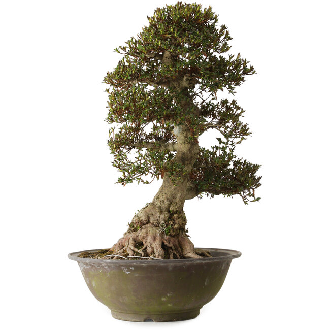 Rhododendron indicum Yucokan, 67 cm, ca. 30 Jahre alt, mit einem Wurzelhals von 33 cm