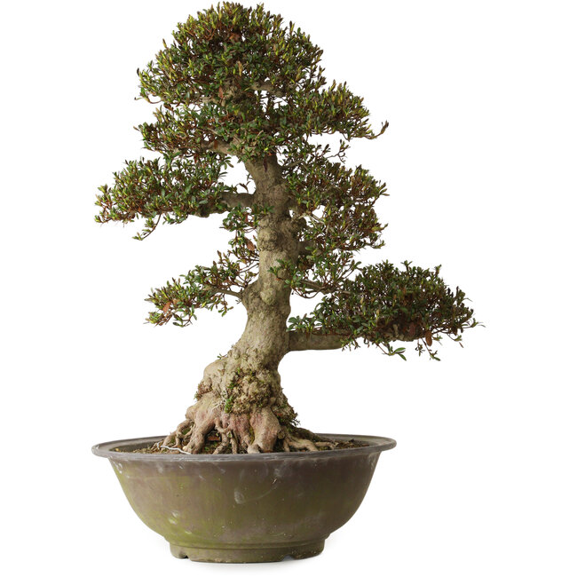 Rhododendron indicum Yucokan, 67 cm, ± 30 years old, with a nebari of 33 cm