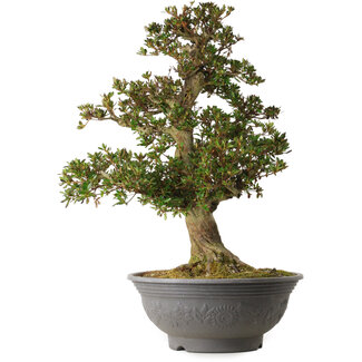 Rhododendron indicum Osakazuki, 70 cm, ± 30 ans