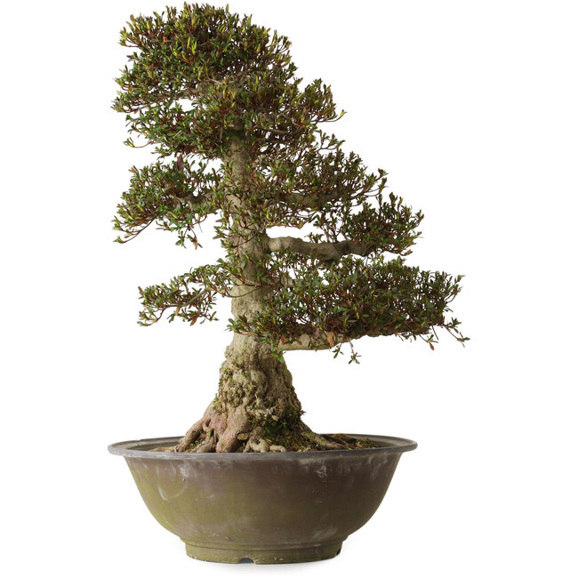 Rhododendron indicum Yucokan, 67 cm, ± 30 ans, avec un nebari de 33 cm