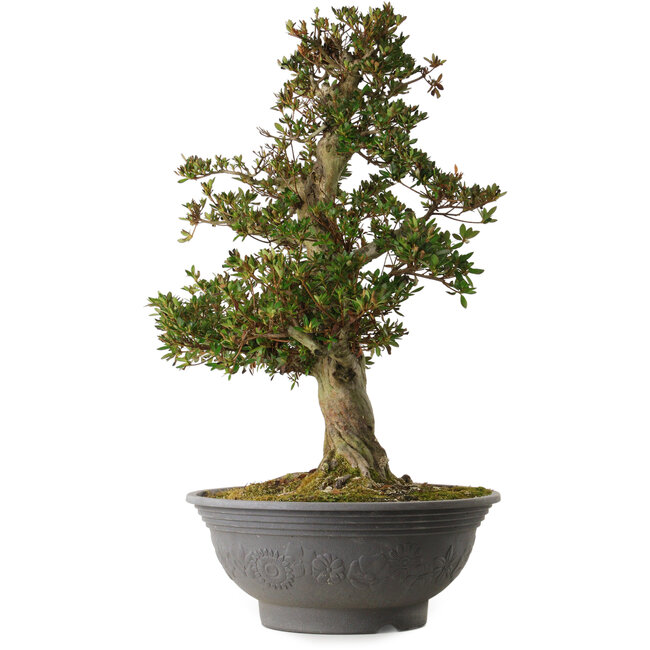 Rhododendron indicum Osakazuki, 70 cm, ± 30 ans, avec un nebari de 18 cm