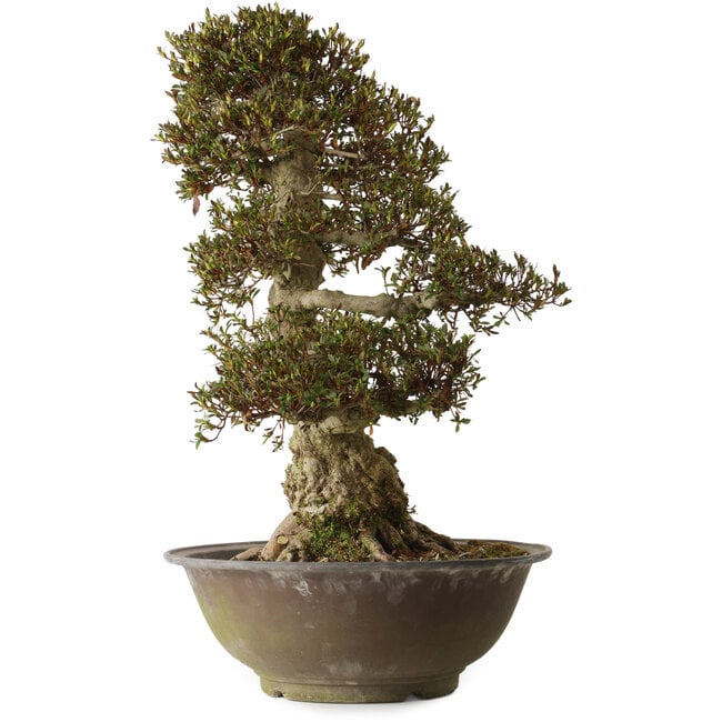 Rhododendron indicum Yucokan, 67 cm, ± 30 years old, with a nebari of 33 cm