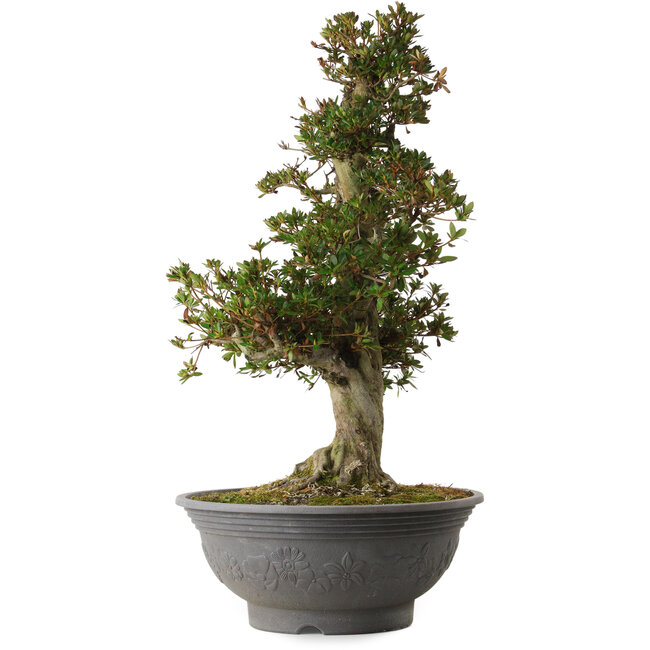 Rhododendron indicum Osakazuki, 70 cm, ca. 30 Jahre alt, mit einem Wurzelhals von 18 cm