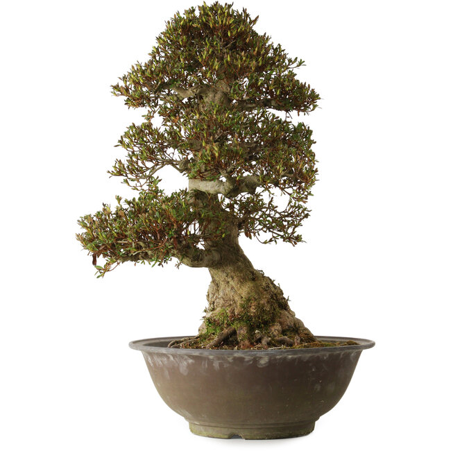 Rhododendron indicum Yucokan, 67 cm, ± 30 anni, con un nebari di 33 cm