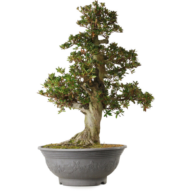 Rhododendron indicum Osakazuki, 70 cm, ± 30 anni, con un nebari di 18 cm