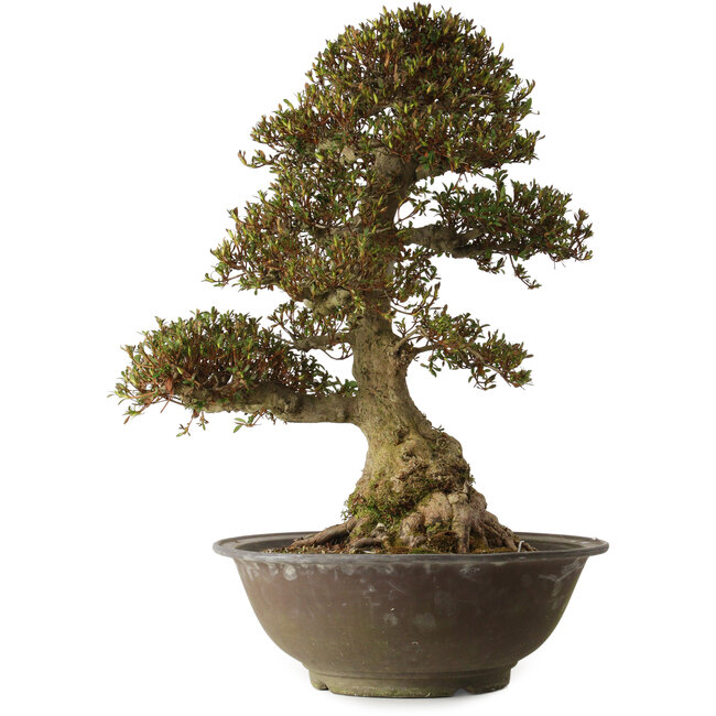 Rhododendron indicum Yucokan, 67 cm, ± 30 años, con un nebari de 33 cm