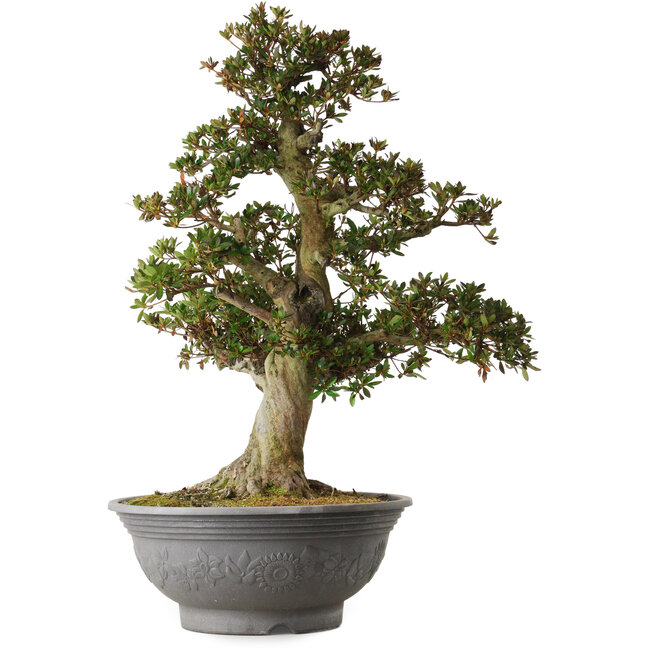 Rhododendron indicum Osakazuki, 70 cm, ± 30 ans, avec un nebari de 18 cm