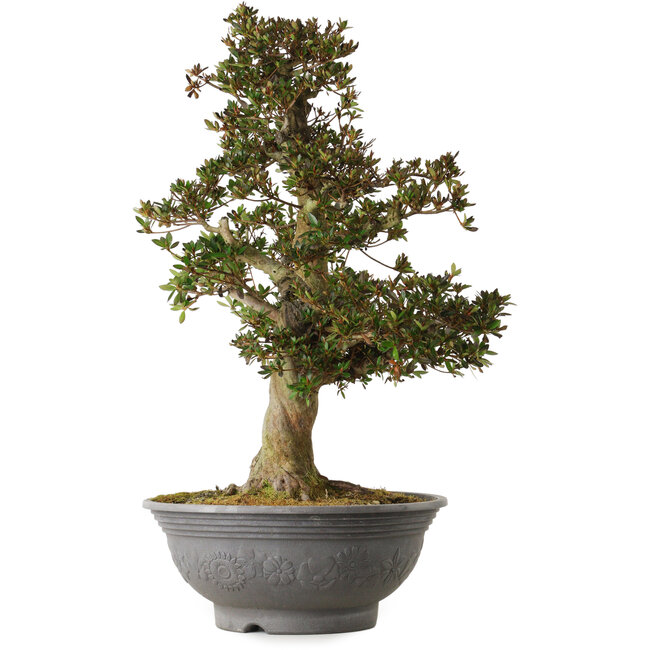 Rhododendron indicum Osakazuki, 70 cm, ± 30 years old, with a nebari of 18 cm