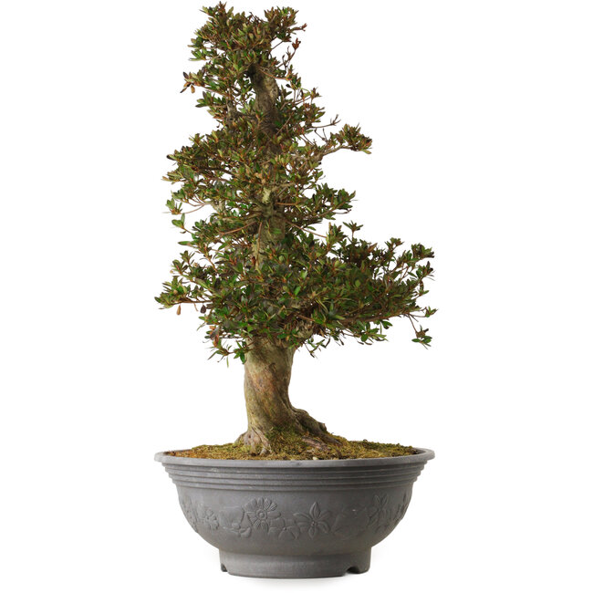 Rhododendron indicum Osakazuki, 70 cm, ± 30 años, con un nebari de 18 cm