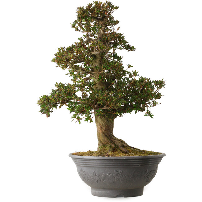 Rhododendron indicum Osakazuki, 70 cm, ± 30 años, con un nebari de 18 cm