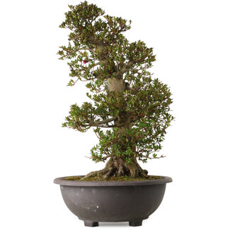 Rhododendron indicum Osakazuki, 75 cm, ± 30 anni