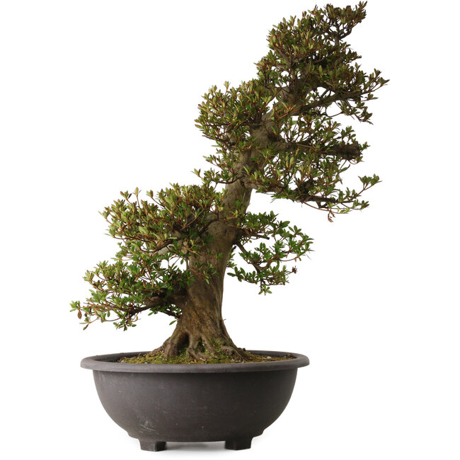 Rhododendron indicum Osakazuki, 75 cm, ± 30 años, con un nebari de 28 cm