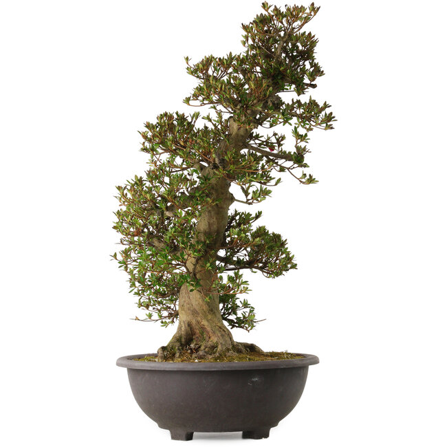 Rhododendron indicum Osakazuki, 75 cm, ± 30 ans, avec un nebari de 28 cm