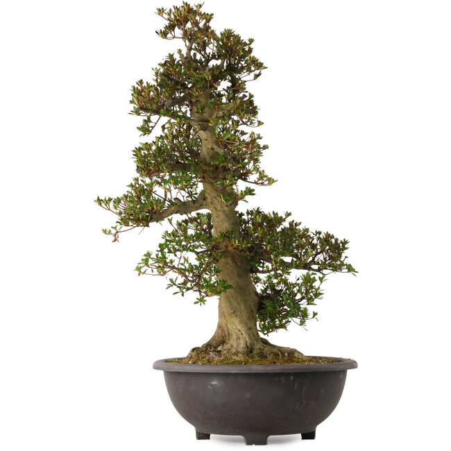 Rhododendron indicum Osakazuki, 75 cm, ± 30 anni, con un nebari di 28 cm