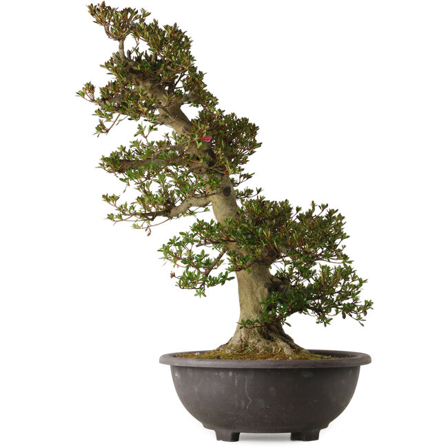 Rhododendron indicum Osakazuki, 75 cm, ± 30 jaar oud, met een nebari van 28 cm.