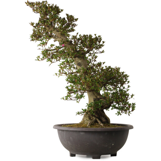 Rhododendron indicum Osakazuki, 75 cm, ± 30 years old, with a nebari of 28 cm