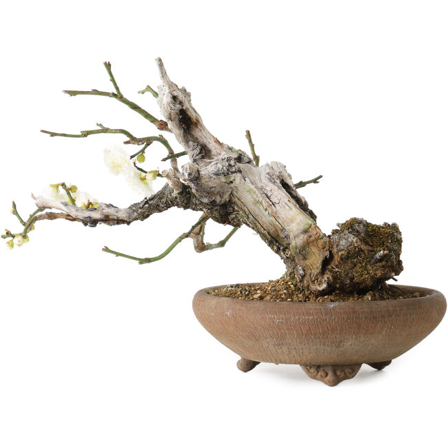 Prunus mume, 20 cm, ca. 30 Jahre alt, mit einem Nebari von 8 cm