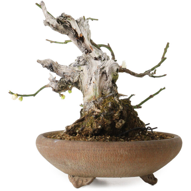 Prunus mume, 20 cm, ± 30 años, con un nebari de 8 cm