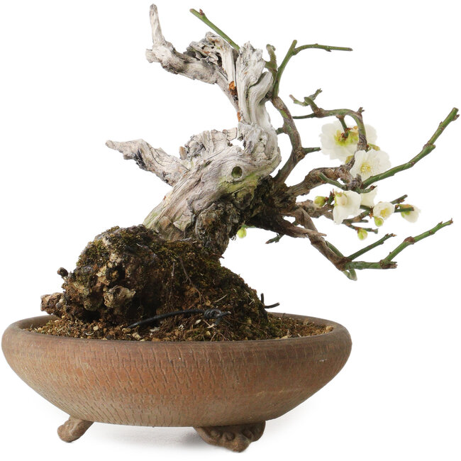 Prunus mume, 20 cm, ca. 30 Jahre alt, mit einem Nebari von 8 cm
