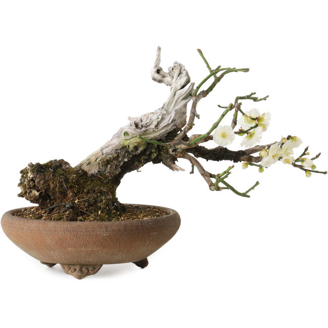 Prunus mume, 20 cm, ca. 30 Jahre alt, mit einem Nebari von 8 cm
