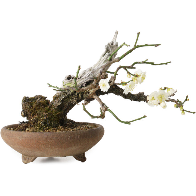 Prunus mume, 20 cm, ± 30 jaar oud, met een nebari van 8 cm