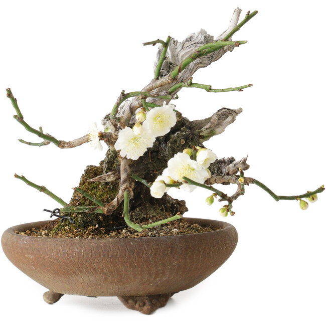 Prunus mume, 20 cm, ± 30 anni, con un nebari di 8 cm