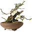 Prunus mume, 20 cm, ± 30 years old, with a nebari of 8 cm