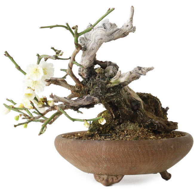 Prunus mume, 20 cm, ca. 30 Jahre alt, mit einem Nebari von 8 cm
