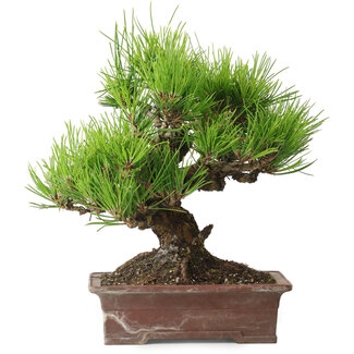 Pinus thunbergii, 21 cm, ± 30 jaar oud