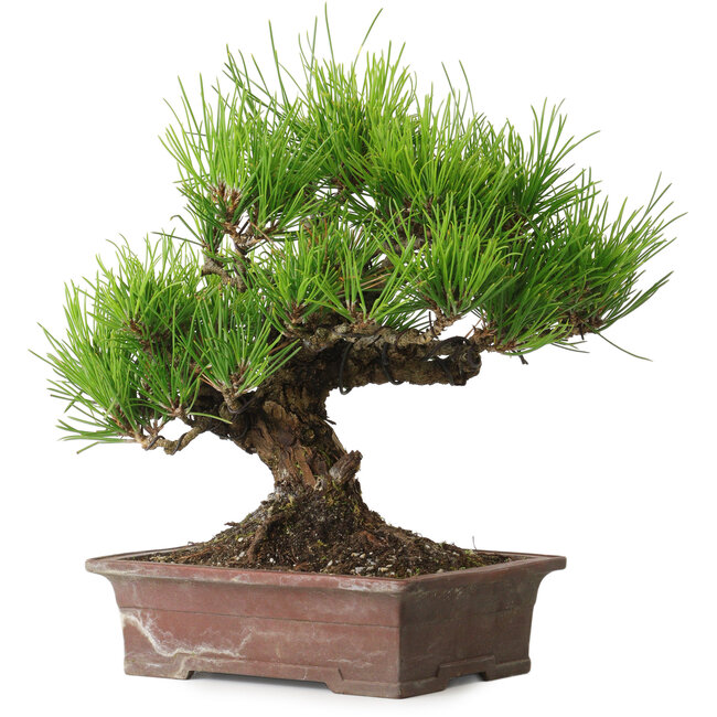 Pinus thunbergii, 21 cm, ca. 30 Jahre alt, mit einem Wurzelhals von 12 cm