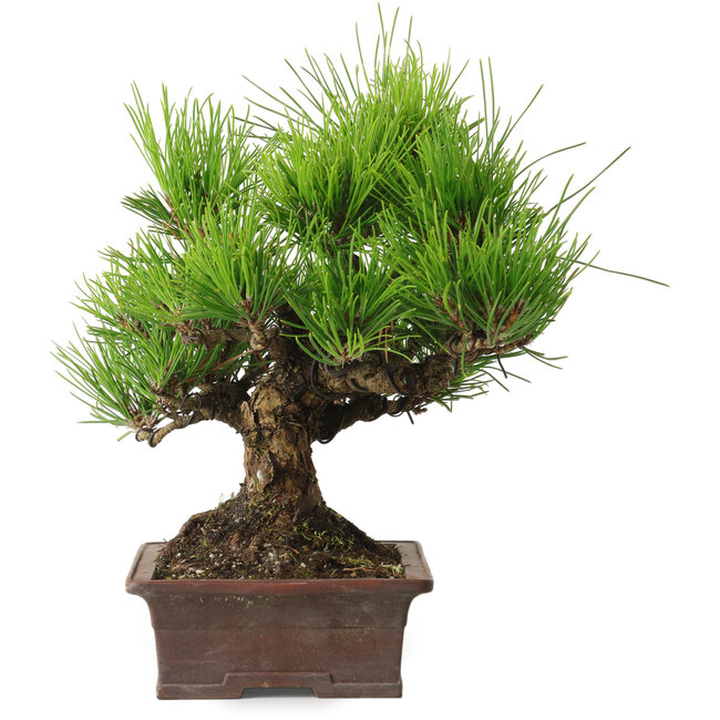 Pinus thunbergii, 21 cm, ± 30 years old, with a nebari of 12 cm