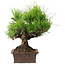 Pinus thunbergii, 21 cm, ± 30 ans, avec un nebari de 12 cm