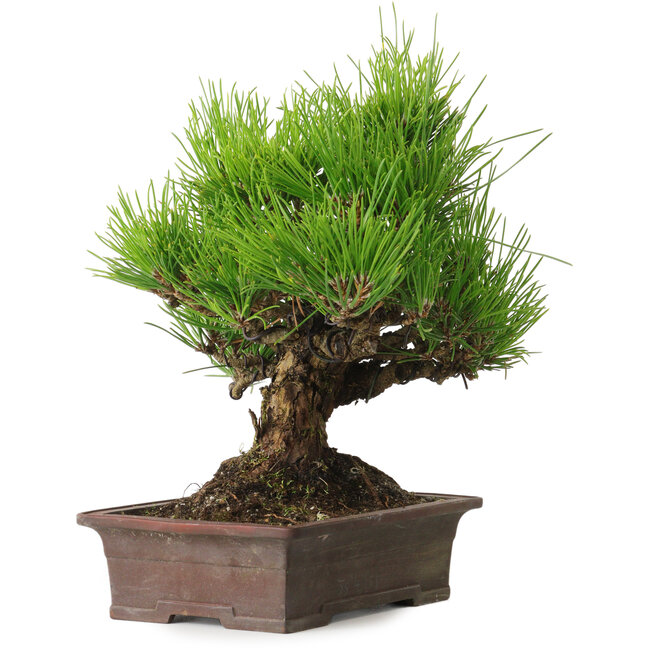 Pinus thunbergii, 21 cm, ± 30 years old, with a nebari of 12 cm
