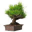 Pinus thunbergii, 21 cm, ± 30 years old, with a nebari of 12 cm