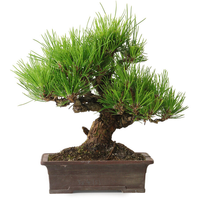 Pinus thunbergii, 21 cm, ca. 30 Jahre alt, mit einem Wurzelhals von 12 cm