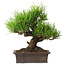 Pinus thunbergii, 21 cm, ± 30 years old, with a nebari of 12 cm