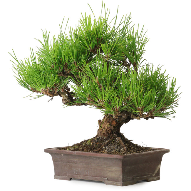 Pinus thunbergii, 21 cm, ± 30 años, con un nebari de 12 cm