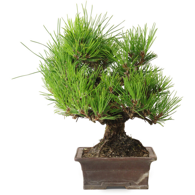 Pinus thunbergii, 21 cm, ± 30 years old, with a nebari of 12 cm