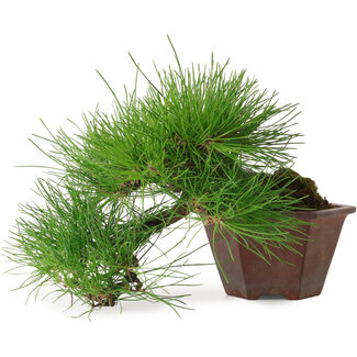 Pinus thunbergii, 15 cm, ± 30 años