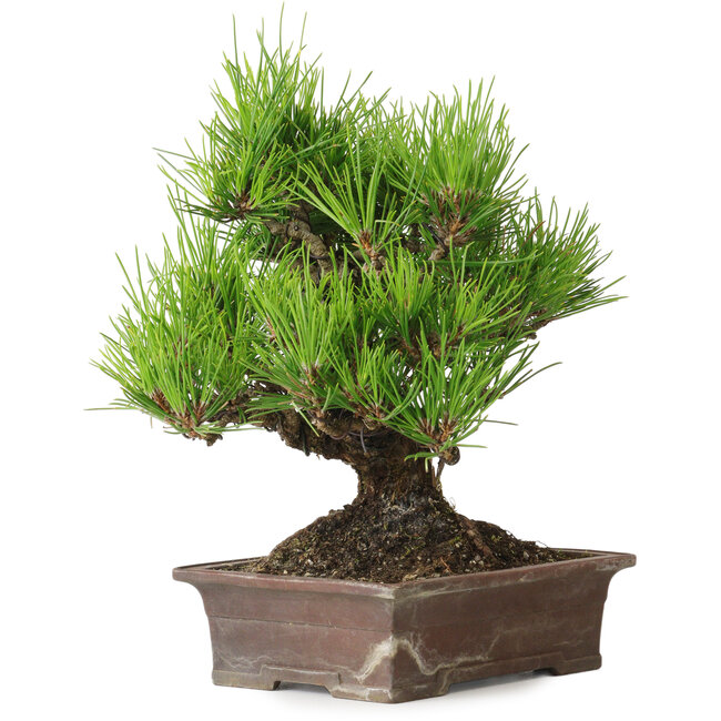 Pinus thunbergii, 21 cm, ± 30 años, con un nebari de 12 cm